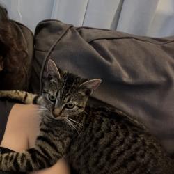 Found/Stray Female Cat last seen Richmond Blvd, Oakland, CA 94610