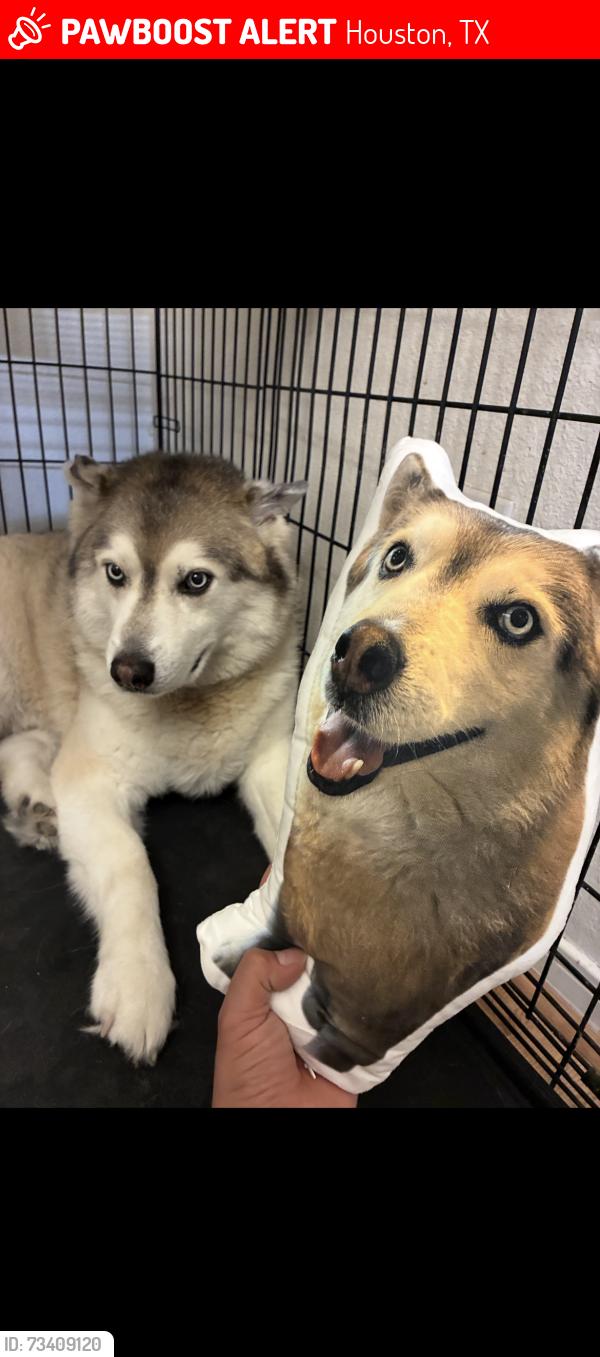 Lost Male Dog last seen Near w calico rock ln, Houston, TX 77073