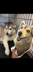 Lost Male Dog last seen Near w calico rock ln, Houston, TX 77073