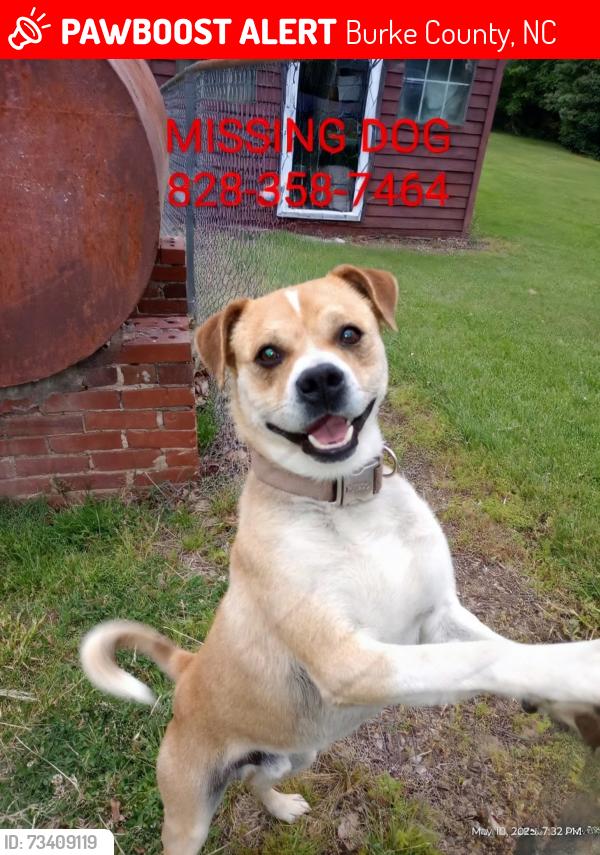 Lost Male Dog last seen Shoupes Grove Church Road, Burke County, NC 28666
