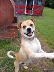 Lost Male Dog last seen Shoupes Grove Church Road, Burke County, NC 28666