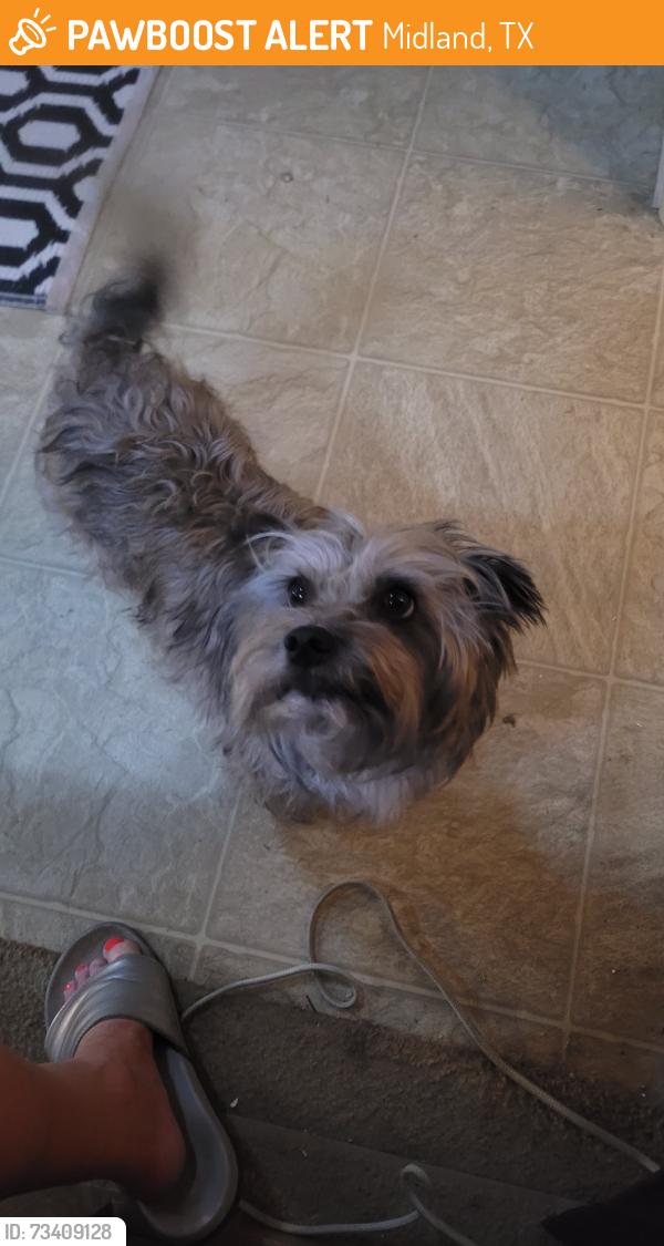 Found/Stray Male Dog last seen 52nd, Midland, TX 79707