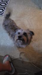 Found/Stray Male Dog last seen 52nd, Midland, TX 79707