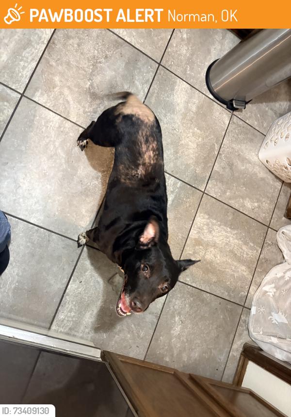 Found/Stray Female Dog last seen E. Lindsey and Clearwater Dr, Norman, OK 73071