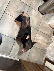 Found/Stray Female Dog last seen E. Lindsey and Clearwater Dr, Norman, OK 73071