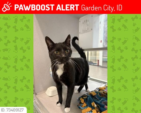 Lost Male Cat last seen N. Pintail Way and W. Atwater Dr., Garden City, ID 83714