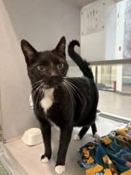 Lost Male Cat last seen N. Pintail Way and W. Atwater Dr., Garden City, ID 83714