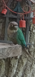 Lost Female Bird last seen 25th Street,Lydia avenue, Matthew Place, Zion, IL 60099