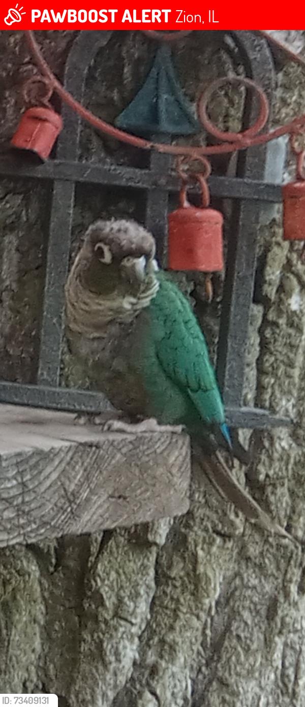 Lost Female Bird last seen 25th Street,Lydia avenue, Matthew Place, Zion, IL 60099