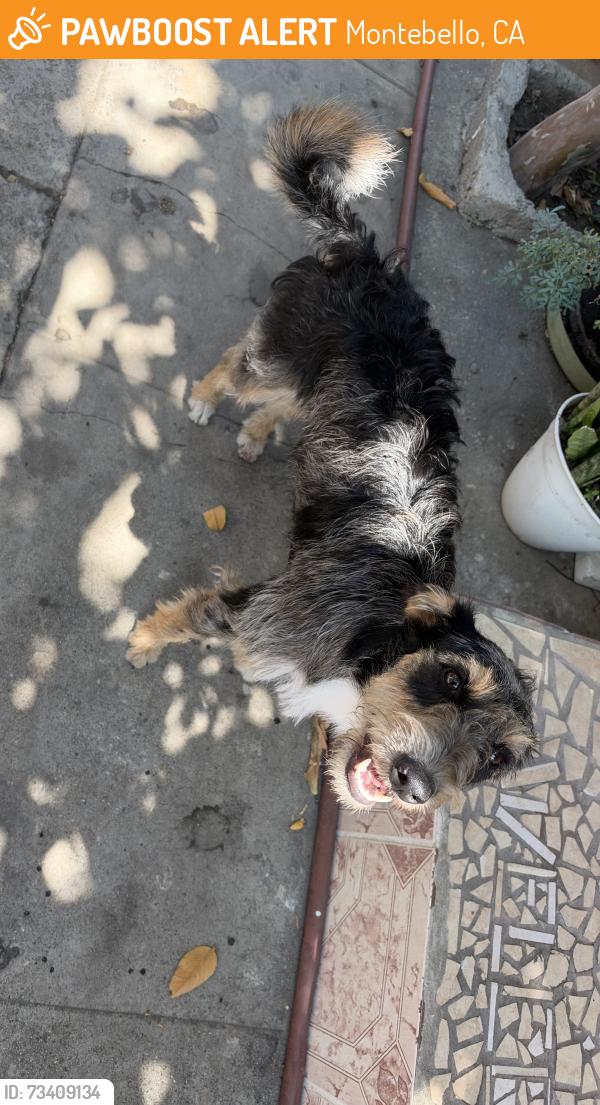 Found/Stray Female Dog last seen Ferguson Dr & Garfield ave, Montebello, CA 90022