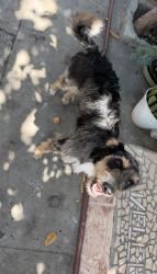 Found/Stray Female Dog last seen Ferguson Dr & Garfield ave, Montebello, CA 90022