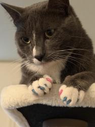 Lost Male Cat last seen Hathaway Court apmts, Wilsonville, OR 97070
