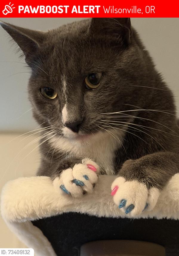 Lost Male Cat last seen Hathaway Court apmts, Wilsonville, OR 97070