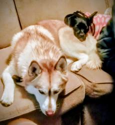 Reunited Male Dog last seen Wolfgram Way, Sacramento, CA 95828, USA, Sacramento, CA 95828