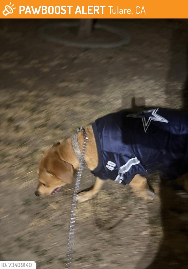 Found/Stray Male Dog last seen M st, Tulare, CA 93274