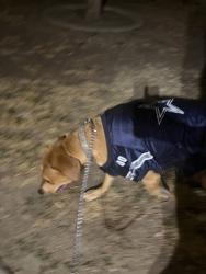 Found/Stray Male Dog last seen M st, Tulare, CA 93274