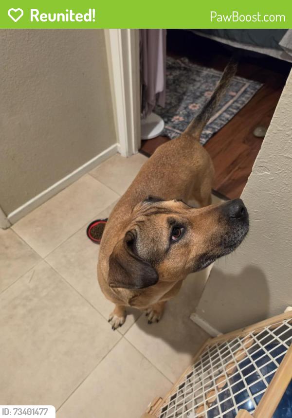 Reunited Female Dog last seen North dr.and melrose dr, Vista, CA 92083