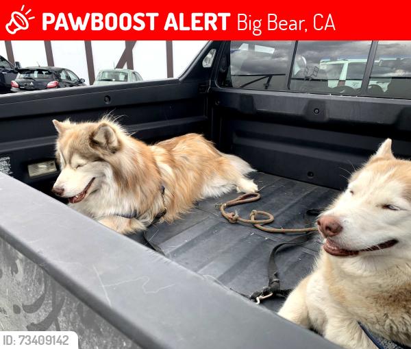 Lost Male Dog last seen whispering forest, Big Bear, CA 92314