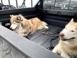 Lost Male Dog last seen whispering forest, Big Bear, CA 92314
