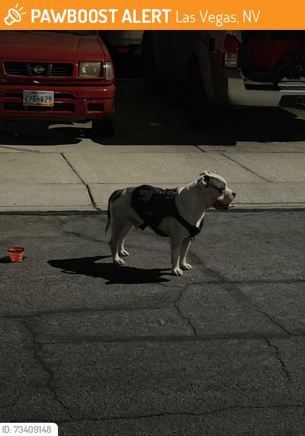 Found/Stray Male Dog last seen Vegas and rainbow, Las Vegas, NV 89108
