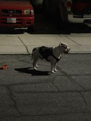 Found/Stray Male Dog last seen Vegas and rainbow, Las Vegas, NV 89108