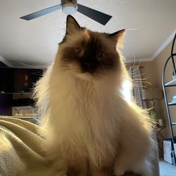 Lost Female Cat last seen Mountain Park Rec Center, Lake Oswego, OR 97035