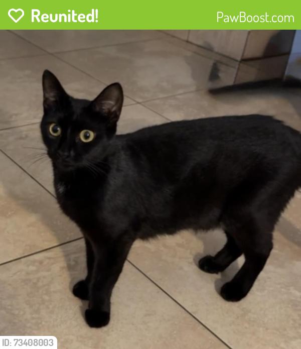Reunited Female Cat last seen US1, Lighthouse Point, FL 33064