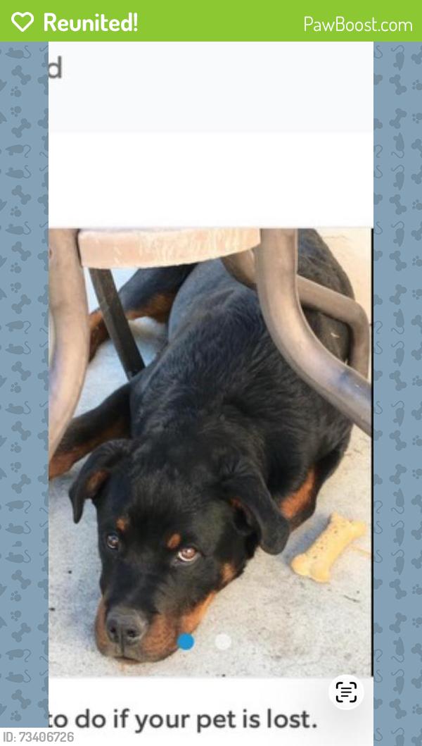 Reunited Male Dog last seen Near E 82nd St, Los Angeles, CA 90001, USA, Los Angeles, CA 90001