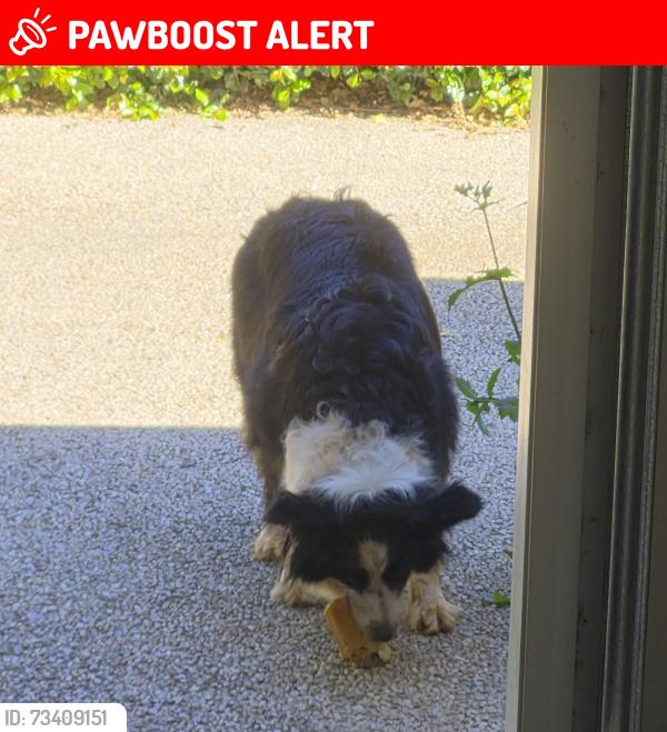 Lost Male Dog last seen Near Alderly Street, Centenary Heights, Centenary Heights, QLD 4350