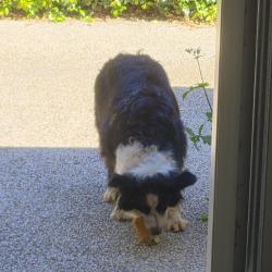 Lost Male Dog last seen Near Alderly Street, Centenary Heights, Centenary Heights, QLD 4350