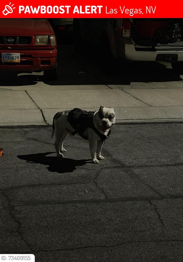Lost Male Dog last seen Vegas and rainbow, Las Vegas, NV 89108