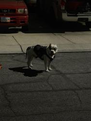 Lost Male Dog last seen Vegas and rainbow, Las Vegas, NV 89108