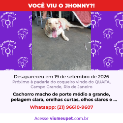 Lost Male Dog last seen Estrada da Posse próximo a Padaria do Coqueiro - Campo Grande RJ, Campo Grande, RJ 