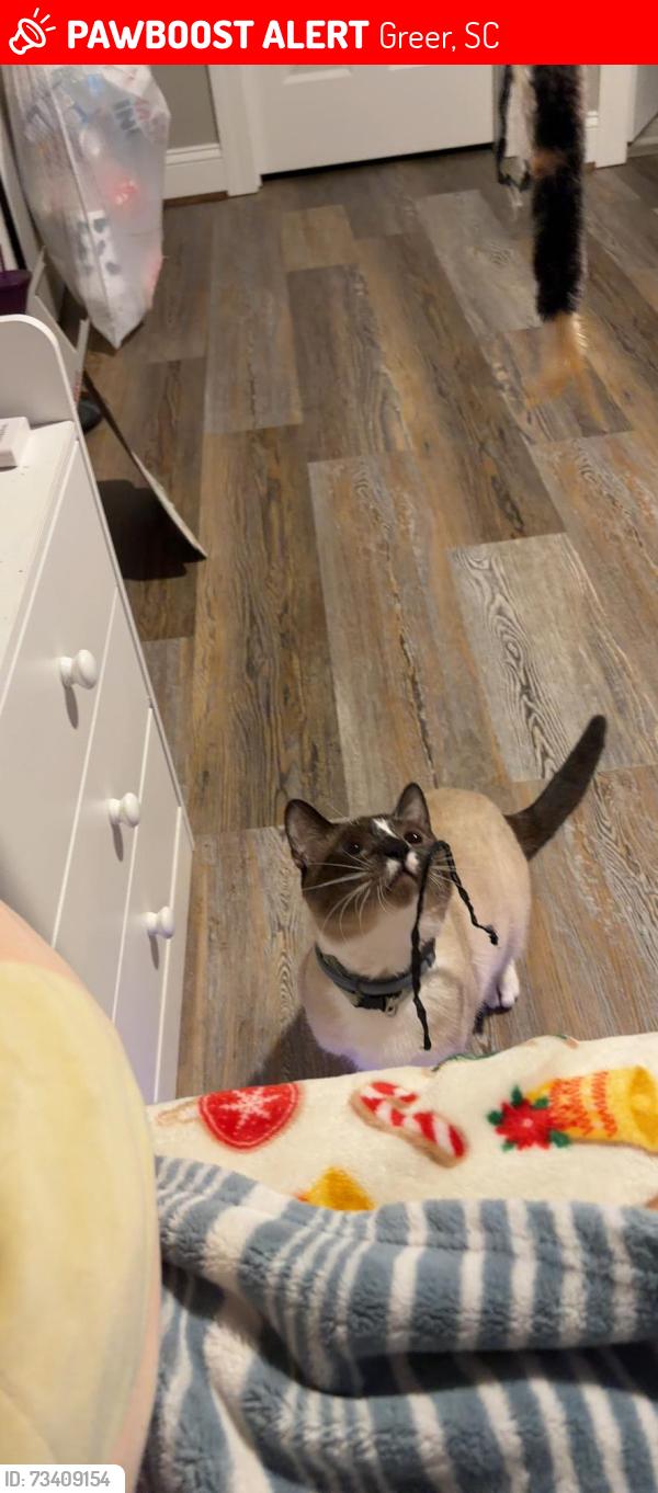Lost Male Cat last seen highway 146, Greer, SC 29651