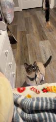 Lost Male Cat last seen highway 146, Greer, SC 29651