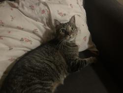 Lost Female Cat last seen Lake creek, Austin, TX 78750