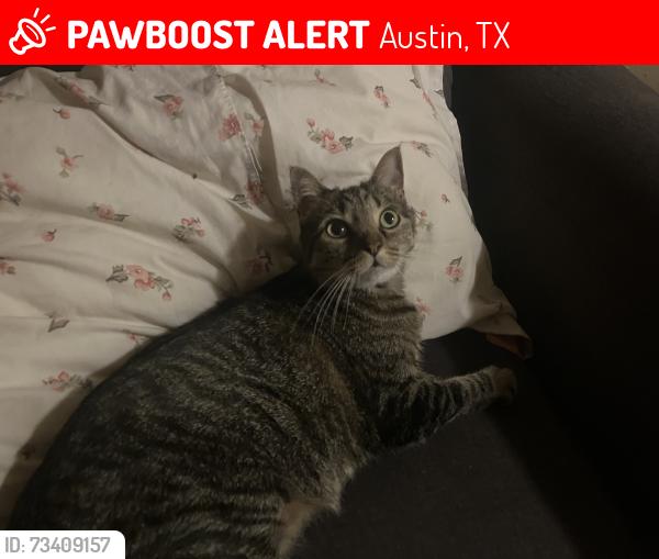 Lost Female Cat last seen Lake creek, Austin, TX 78750
