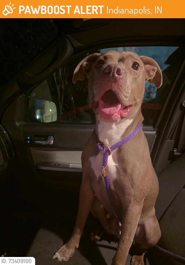 Found/Stray Female Dog last seen Franklin and shelbyville, Indianapolis, IN 46259