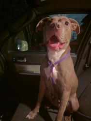 Found/Stray Female Dog last seen Franklin and shelbyville, Indianapolis, IN 46259