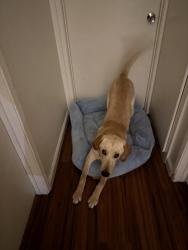 Lost Male Dog last seen Campus Ave, Upland, CA 91786
