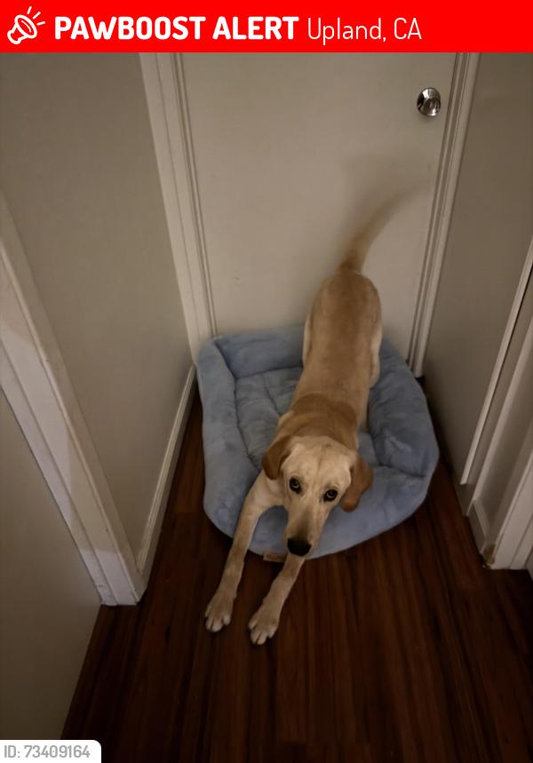 Lost Male Dog last seen Campus Ave, Upland, CA 91786