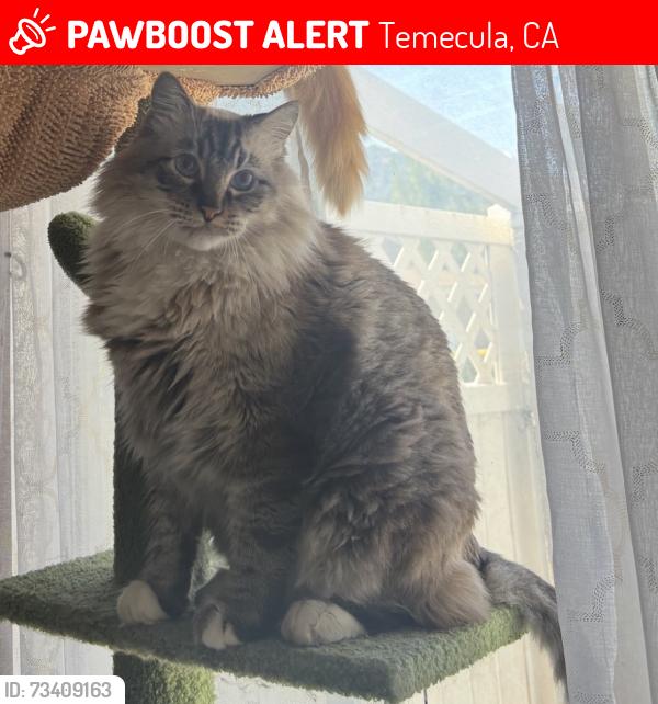 Lost Male Cat last seen La Paz and Temecula Parkway, Temecula, CA 92592