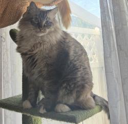 Lost Male Cat last seen La Paz and Temecula Parkway, Temecula, CA 92592
