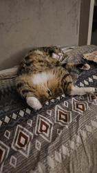 Reunited Male Cat last seen Lidl, Poplar, Greater London, England E14 7BJ