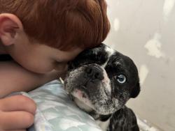 Reunited Male Dog last seen Sorensen and Keith Dr, Whittier, CA 90606