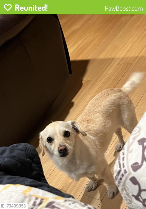 Reunited Female Dog last seen Sunset Ave and Fairgrove Ave, West Covina, CA 91790