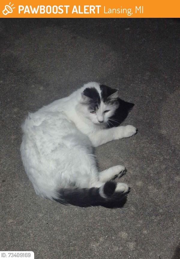 Found/Stray Male Cat last seen Kensington Meadows off Jolly Road, Lansing, MI 48911