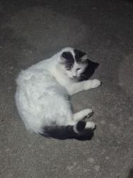 Found/Stray Male Cat last seen Kensington Meadows off Jolly Road, Lansing, MI 48911