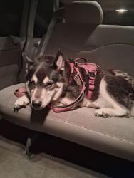 Found/Stray Female Dog last seen Union Hill I'd and 455, Sanger, TX 76266