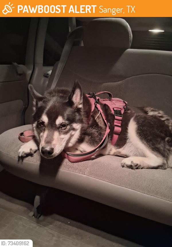 Found/Stray Female Dog last seen Union Hill I'd and 455, Sanger, TX 76266